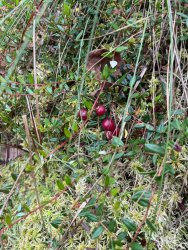 Oprowadzenie po "Ścieżce przyrodniczej związanej ze zbiorem żurawiny" za nami. 