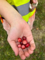 Oprowadzenie po "Ścieżce przyrodniczej związanej ze zbiorem żurawiny" za nami. 