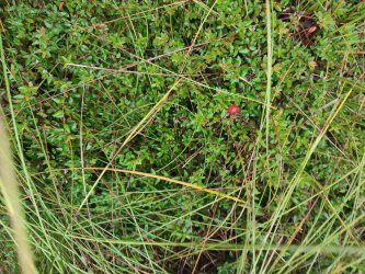 Kolejne warsztaty i oprowadzenia mimo marnej aury uważamy mimo wszystko za udane