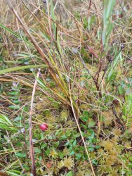 Kolejne warsztaty i oprowadzenia mimo marnej aury uważamy mimo wszystko za udane